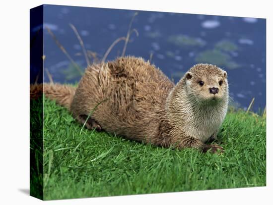 Otter (Lutra Lutra), Otter Trust North Pennine Reserve, Barnard Castle, County Durham, England-Ann & Steve Toon-Premier Image Canvas