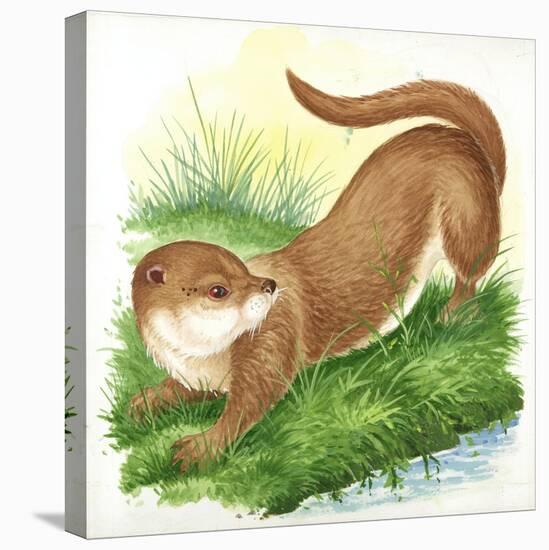 Otter Lutra-null-Premier Image Canvas