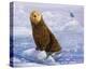 Otter Sketch-Chris Vest-Stretched Canvas