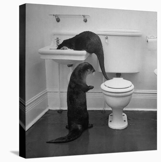 Otters Playing in Bathroom-Wallace Kirkland-Premier Image Canvas