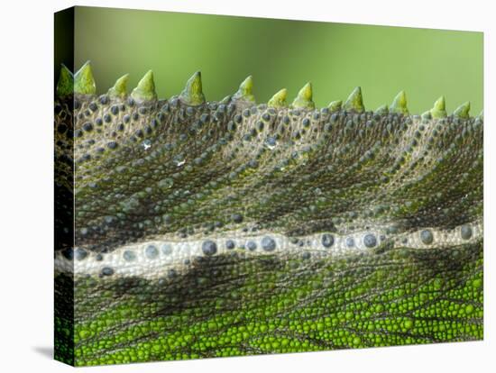 Oustalet's Chameleon Close-Up of the Spines on its Back, Madagascar-Edwin Giesbers-Premier Image Canvas