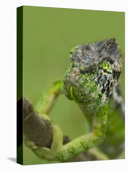 Oustalet's Chameleon on Branch, Madagascar-Edwin Giesbers-Premier Image Canvas