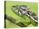 Oustalet's Chameleon Portrait, Madagascar-Edwin Giesbers-Premier Image Canvas