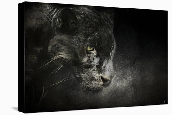 Out of the Shadows Black Leopard-Jai Johnson-Premier Image Canvas