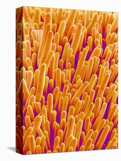 Outer Cells on Petal of Cymbidium Plant-Micro Discovery-Premier Image Canvas