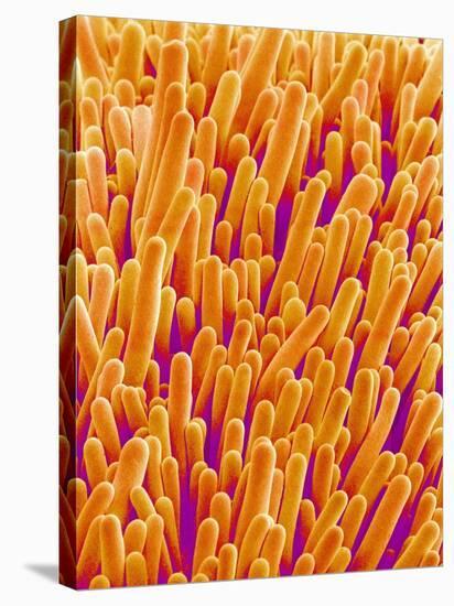 Outer Cells on Petal of Cymbidium Plant-Micro Discovery-Premier Image Canvas