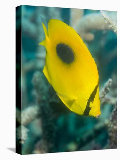 Ovalspot Butterflyfish (Chaetodon Speculum), Cairns, Queensland, Australia, Pacific-Louise Murray-Premier Image Canvas