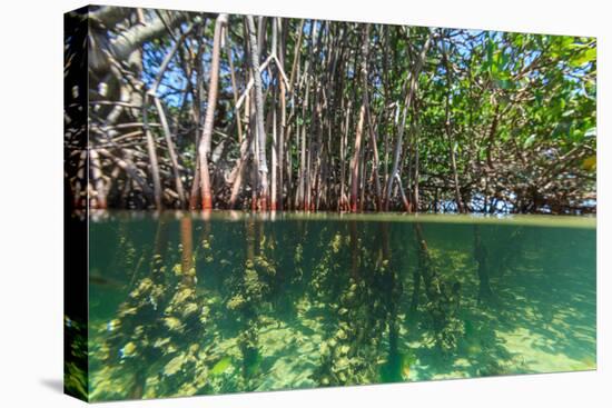Over and under Shot of Mangrove Roots in Tampa Bay, Florida-James White-Premier Image Canvas