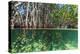 Over and under Shot of Mangrove Roots in Tampa Bay, Florida-James White-Premier Image Canvas