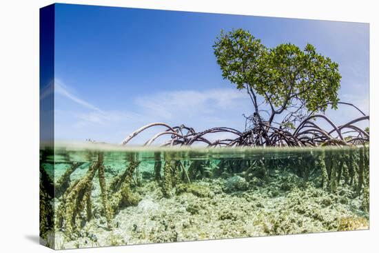 Over and under Water Photograph of a Mangrove Tree , Background Near Staniel Cay, Bahamas-James White-Premier Image Canvas