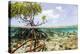 Over and under Water Photograph of a Mangrove Tree , Background Near Staniel Cay, Bahamas-James White-Premier Image Canvas