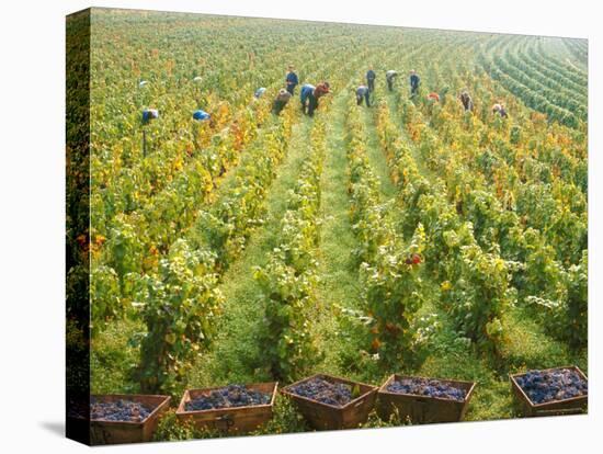 Overall View of French Vineyard During Harvest in Cote de Nuits Section of Burgundy-Carlo Bavagnoli-Premier Image Canvas