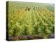 Overall View of French Vineyard During Harvest in Cote de Nuits Section of Burgundy-Carlo Bavagnoli-Premier Image Canvas