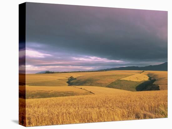 Overberg Landscape, Western Cape, South Africa, Africa-Alain Evrard-Premier Image Canvas