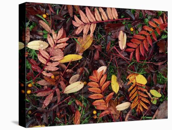 Overhead View of Fallen Rowan Leaves in Autumn Colours, Red and Gold-Kathy Collins-Premier Image Canvas