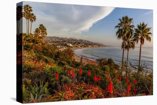 Overlooking Blooming Aloe in Laguna Beach, Ca-Andrew Shoemaker-Premier Image Canvas