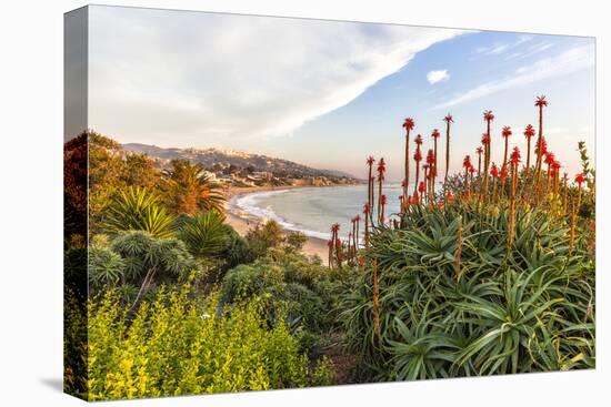 Overlooking Blooming Aloe in Laguna Beach, Ca-Andrew Shoemaker-Premier Image Canvas