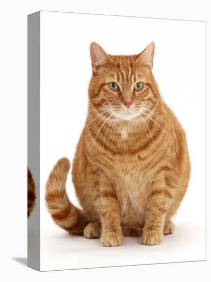 Overweight ginger cat.-Mark Taylor-Premier Image Canvas