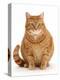 Overweight ginger cat.-Mark Taylor-Premier Image Canvas