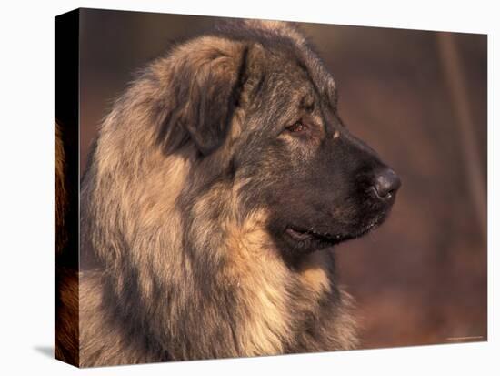 Owatcha Face Portrait (Malamute and Wolf Mix)-Adriano Bacchella-Premier Image Canvas