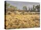 Owens River Valley, Sierra Nevada, California, Usa-Rainer Mirau-Premier Image Canvas