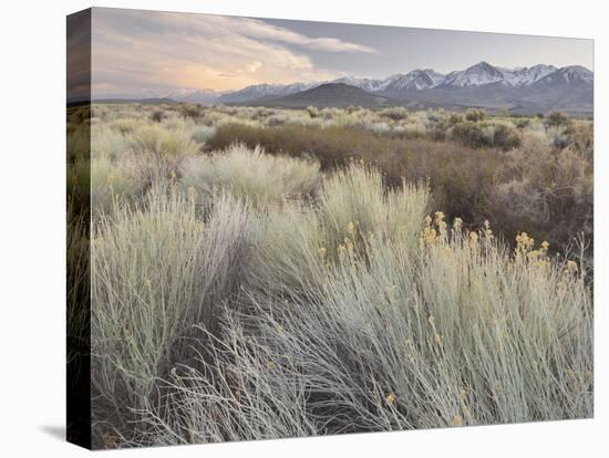 Owens River Valley, Sierra Nevada, California, Usa-Rainer Mirau-Premier Image Canvas