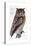 Owl, 1733-1763-null-Premier Image Canvas