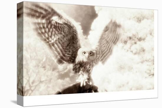 Owl Ascending-Theo Westenberger-Premier Image Canvas