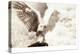 Owl Ascending-Theo Westenberger-Premier Image Canvas