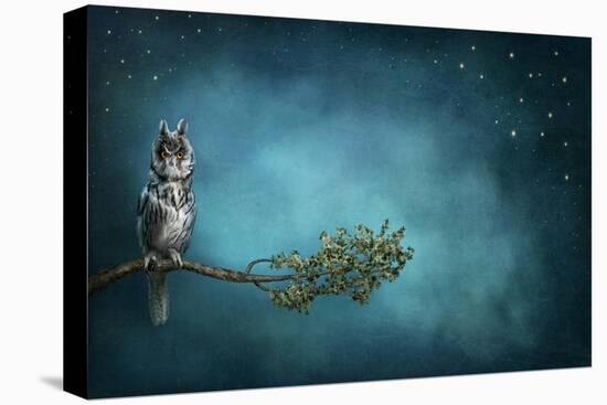 Owl Bird-egal-Stretched Canvas