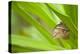 owl butterfly, Caligo eurilochus, holds on to leaves-Alexander Georgiadis-Premier Image Canvas