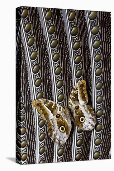 Owl Butterfly on Argus Wing Feathers-Darrell Gulin-Premier Image Canvas