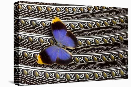Owl Butterfly on Argus Wing Feathers-Darrell Gulin-Premier Image Canvas