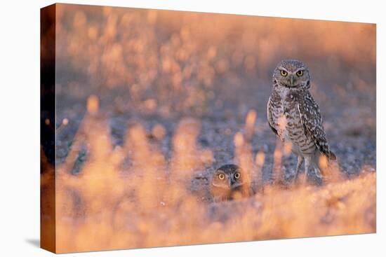 Owl Eyes-Ike Leahy-Premier Image Canvas