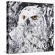 Owl III-Joseph Marshal Foster-Stretched Canvas