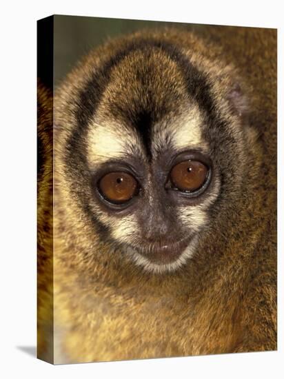 Owl Monkey, Panama-Art Wolfe-Premier Image Canvas