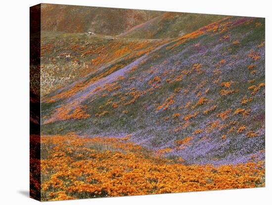 Owl's Clover and Globe Gilia, California Poppies, Tehachapi Mountains, California, USA-Charles Gurche-Premier Image Canvas