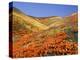 Owl's Clover, California Poppies, Coreopsis, Antelope Valley, California-Stuart Westmorland-Premier Image Canvas