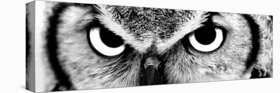 Owl-PhotoINC-Premier Image Canvas