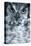 Owl-Gordon Semmens-Premier Image Canvas