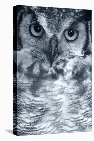 Owl-Gordon Semmens-Premier Image Canvas