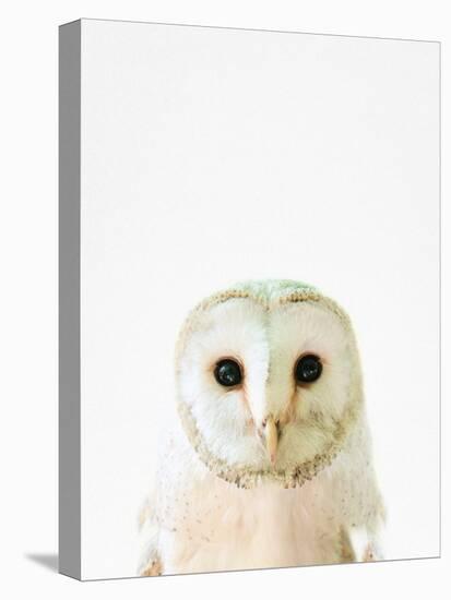 Owl-Tai Prints-Premier Image Canvas