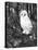 Owl-Geraldine Aikman-Premier Image Canvas