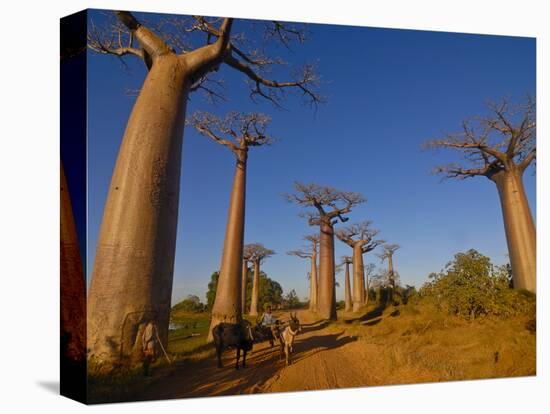 Ox Cart at the Avenue De Baobabs at Sunrise, Madagascar, Africa-null-Premier Image Canvas