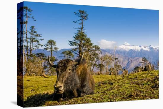 Ox in Front of Mountain Landscape, Pele La Pass, Bhutan-Michael Runkel-Premier Image Canvas