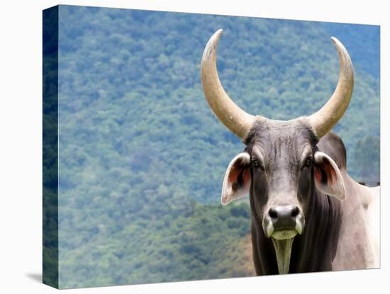 Ox Looking at the Camera. Long Horned Ox-Anderson Matos-Premier Image Canvas