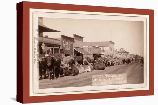 Ox Teams at Sturgis, D.T. [I.E. Dakota Territory]-John C. H. Grabill-Premier Image Canvas