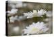 Oxeye Daisy, Leucanthemum vulgare, Louisville, Kentucky-Adam Jones-Premier Image Canvas