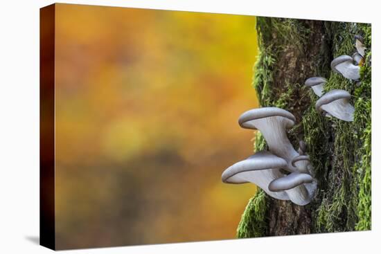 Oyster mushroom growing on tree trunk forest, Belgium-Philippe Clement-Premier Image Canvas