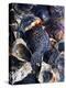 Oyster Shells-Hermann Mock-Premier Image Canvas